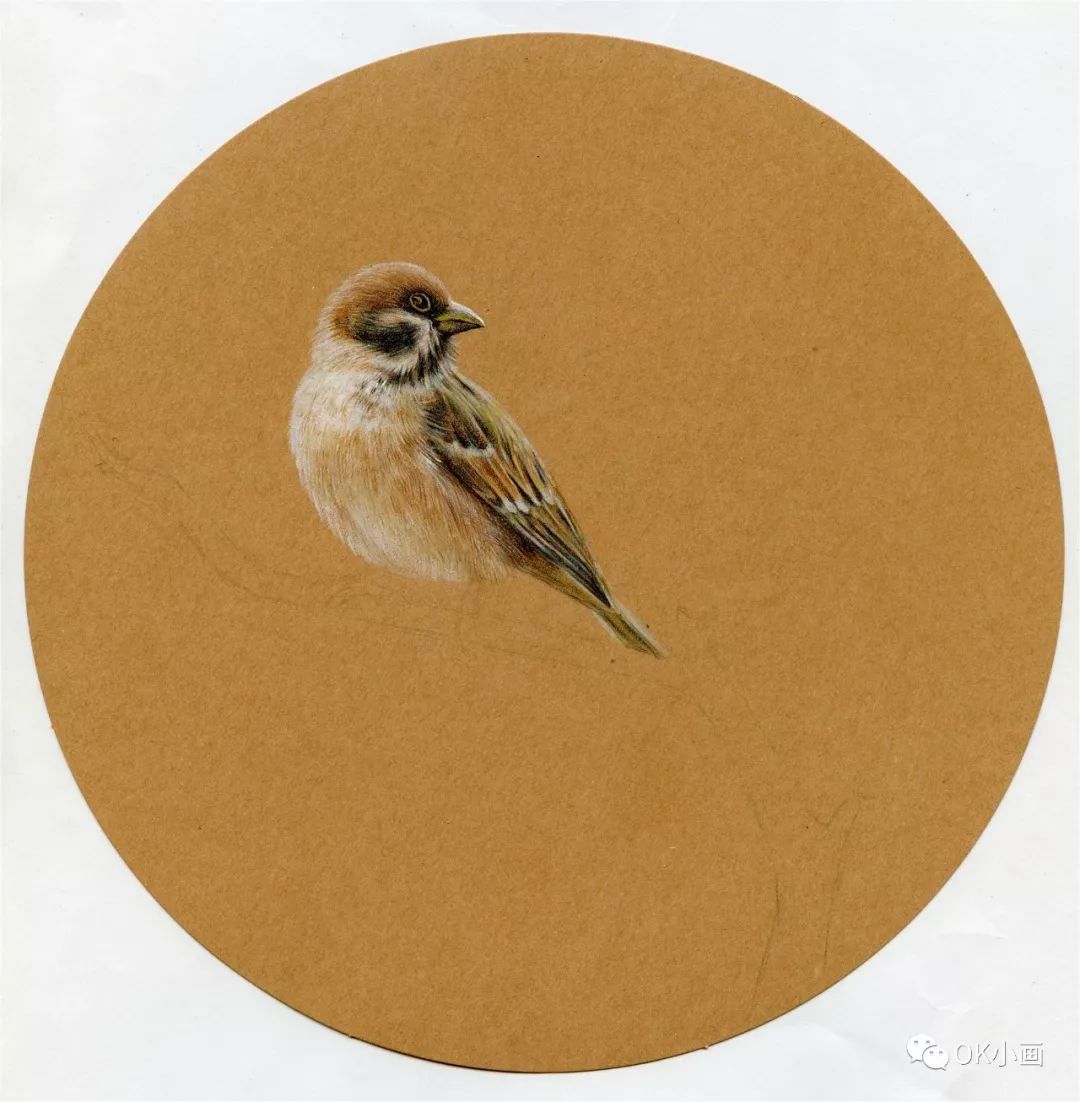 彩铅教程彩铅画只小麻雀