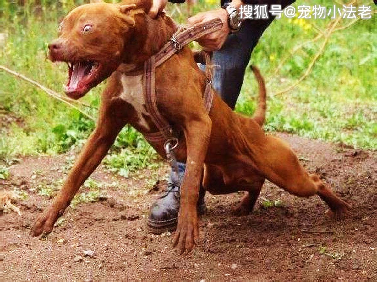 原创如果将巨型比特犬和花豹关一起你觉得谁会赢答案毫无悬念