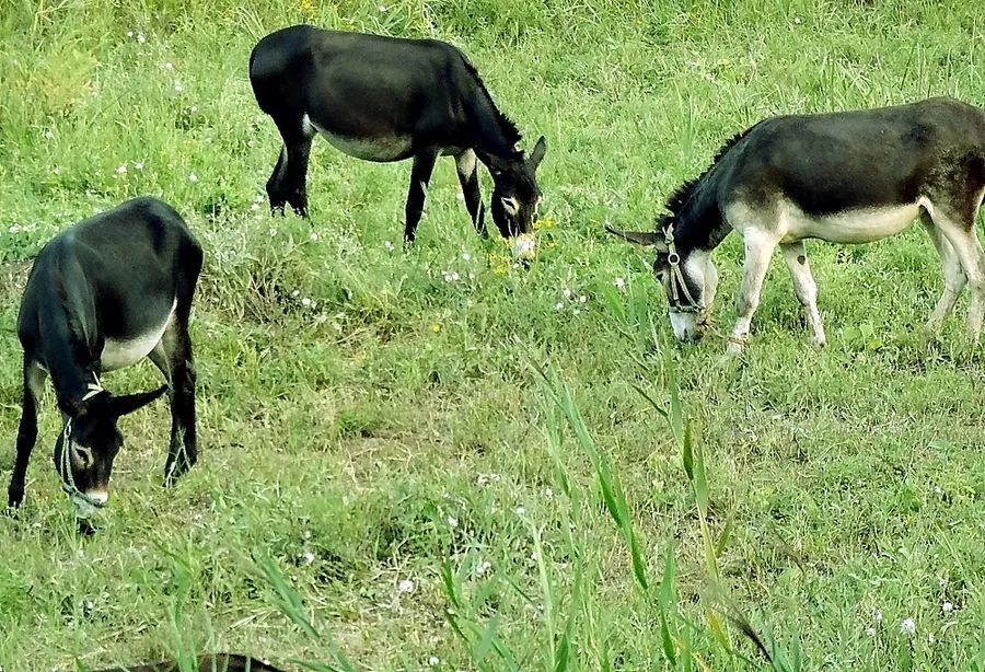 日日新鲜生劏驴肉"家家全海鲜"推出清补驴肉火锅唔使惊!