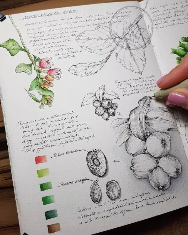 大神的植物手绘笔记不会画画不是好植物学家