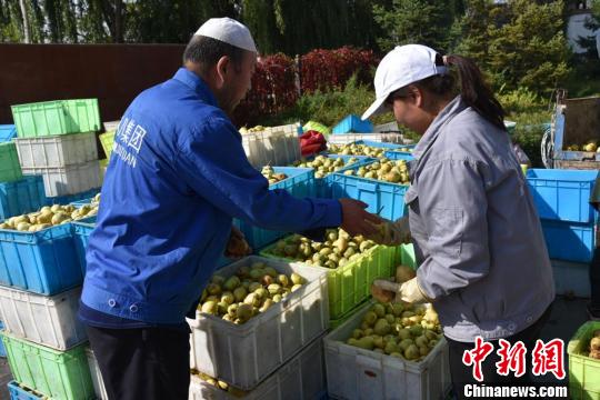 甘肃和政发展高原梨产业昔日荒山坡成脱贫“绿色银行”