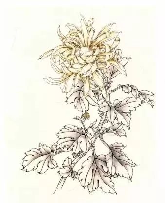 图文教程工笔菊花画法步骤