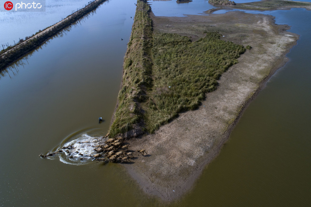 江苏盐城黄海湿地湿地景色迷人成麋鹿最佳自然栖息地
