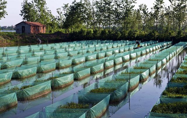 黄鳝养殖出现蚂蟥很难驱除干净每个养殖户都应该知道这个策略