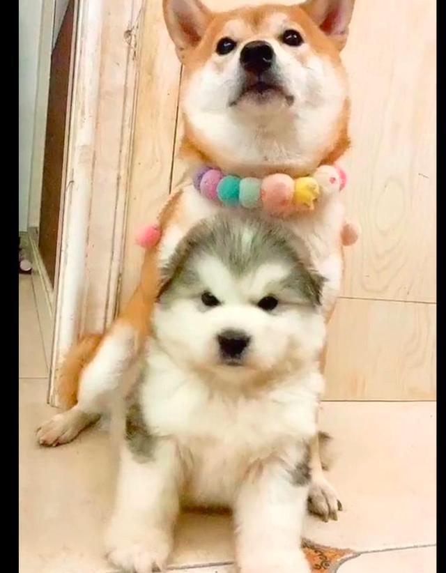 柴犬喜欢骑在小阿拉斯加身上,结果长大后两只狗的角色就互换了!
