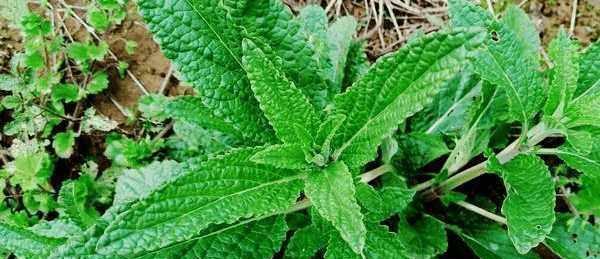 农村这种难看的野草,却是治咳嗽的良药,你见过吗?_癞蛤蟆