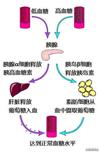 内分泌系统详解知识点