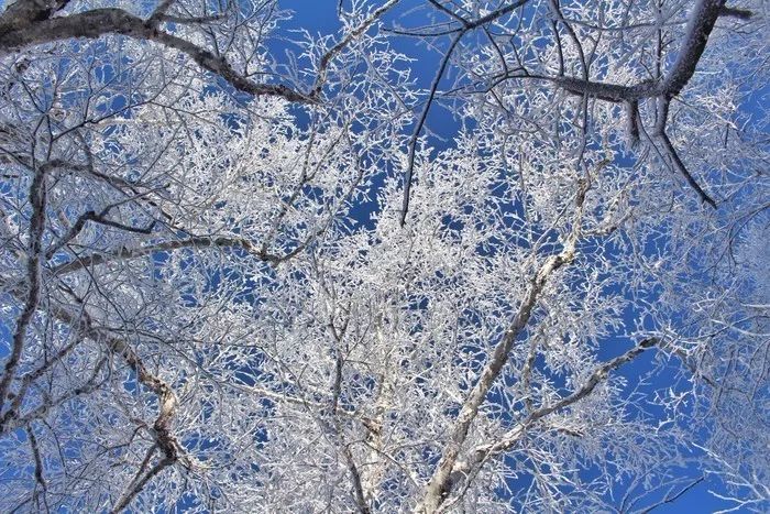 冬日的吉林被冰雪覆盖,沿着松花江的堤岸望去,松柳凝霜挂雪,玉树琼枝
