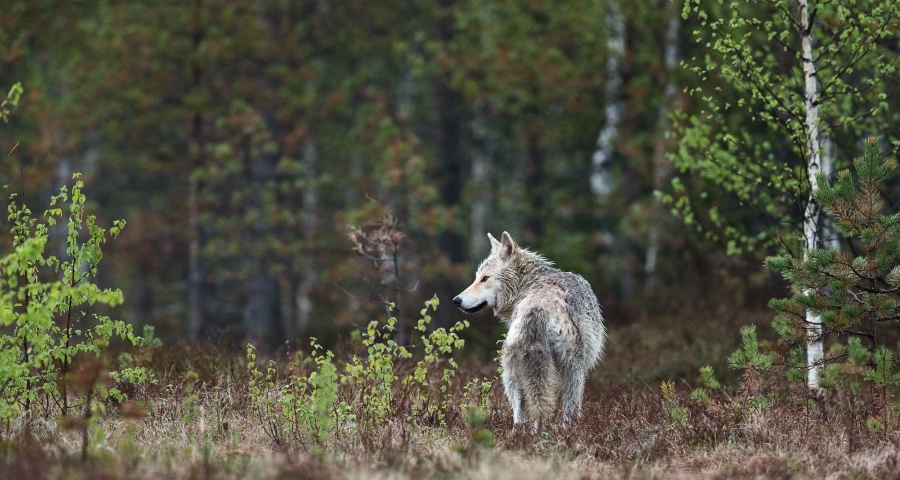 中国家电“你死我活”拼杀已经开始,但市场从不相信眼泪-家电圈官网