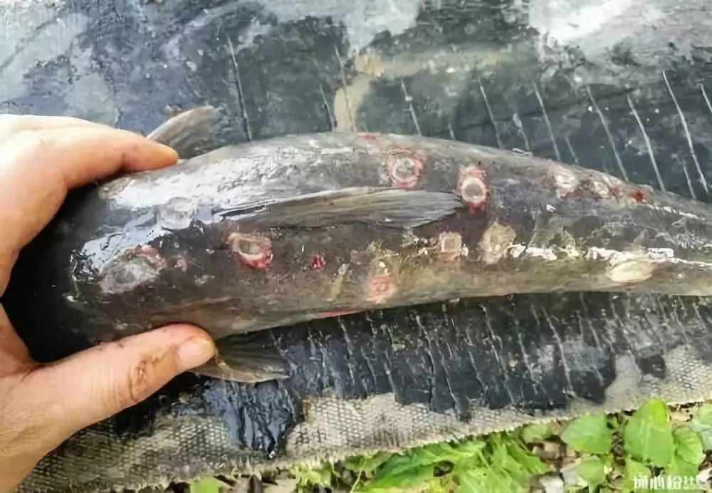 连续降温后鱼体表出现溃疡烂身该怎么处理