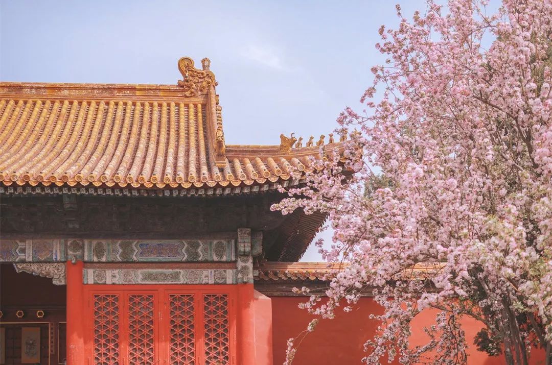 摄影:@刘顺妞儿94 春日宴 94便是她少女时的模样吧~这浅粉色海棠