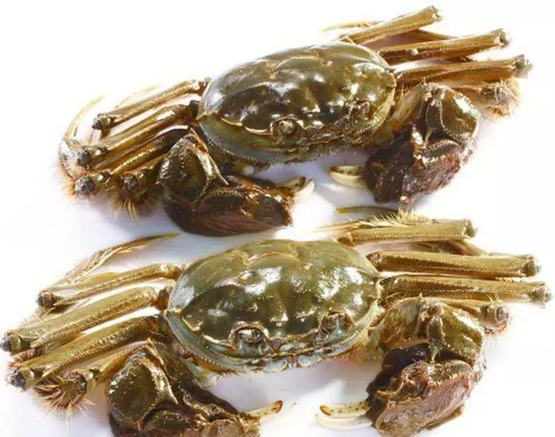 西宁大闸蟹市场大调查揭秘阳澄湖大闸蟹真相