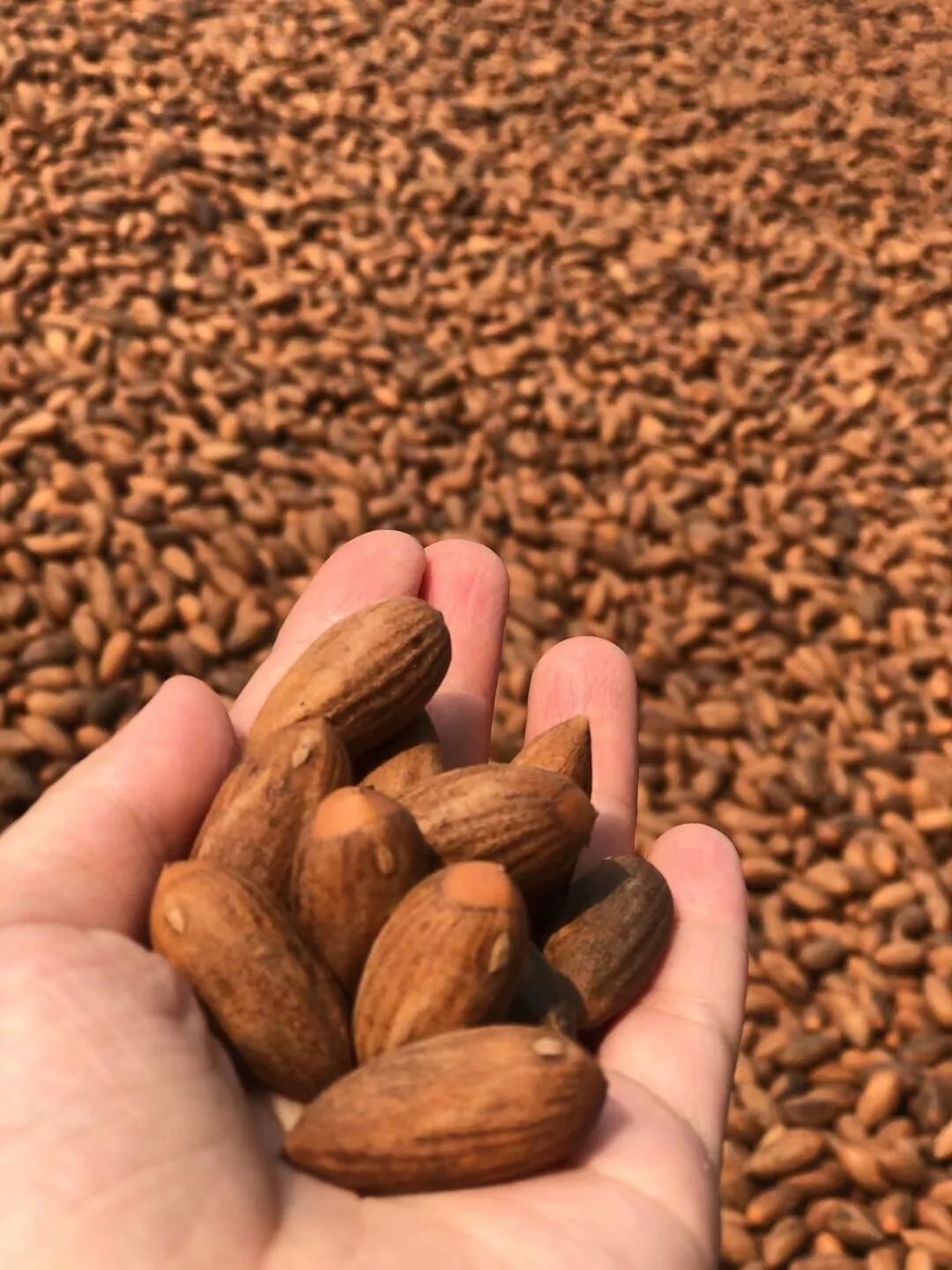 赵家,东白湖等地出现一道奇观,难得一见……_香榧