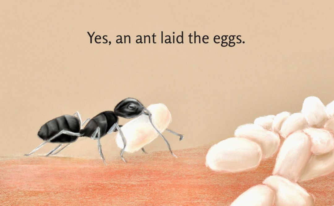 fmbeile10第1037期wholaidtheegg