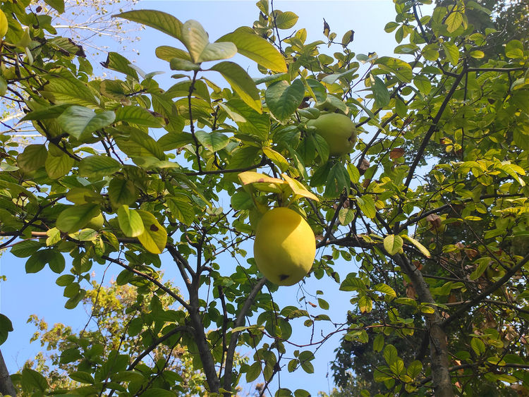 原创农村有种结瓜的树木曾是野生植物果实是空气清新剂
