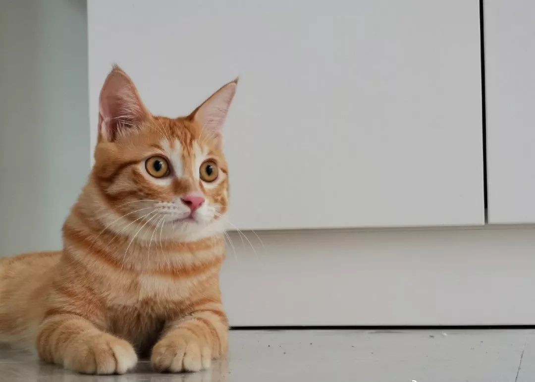 宠物趣闻橘猫震前踩醒主人