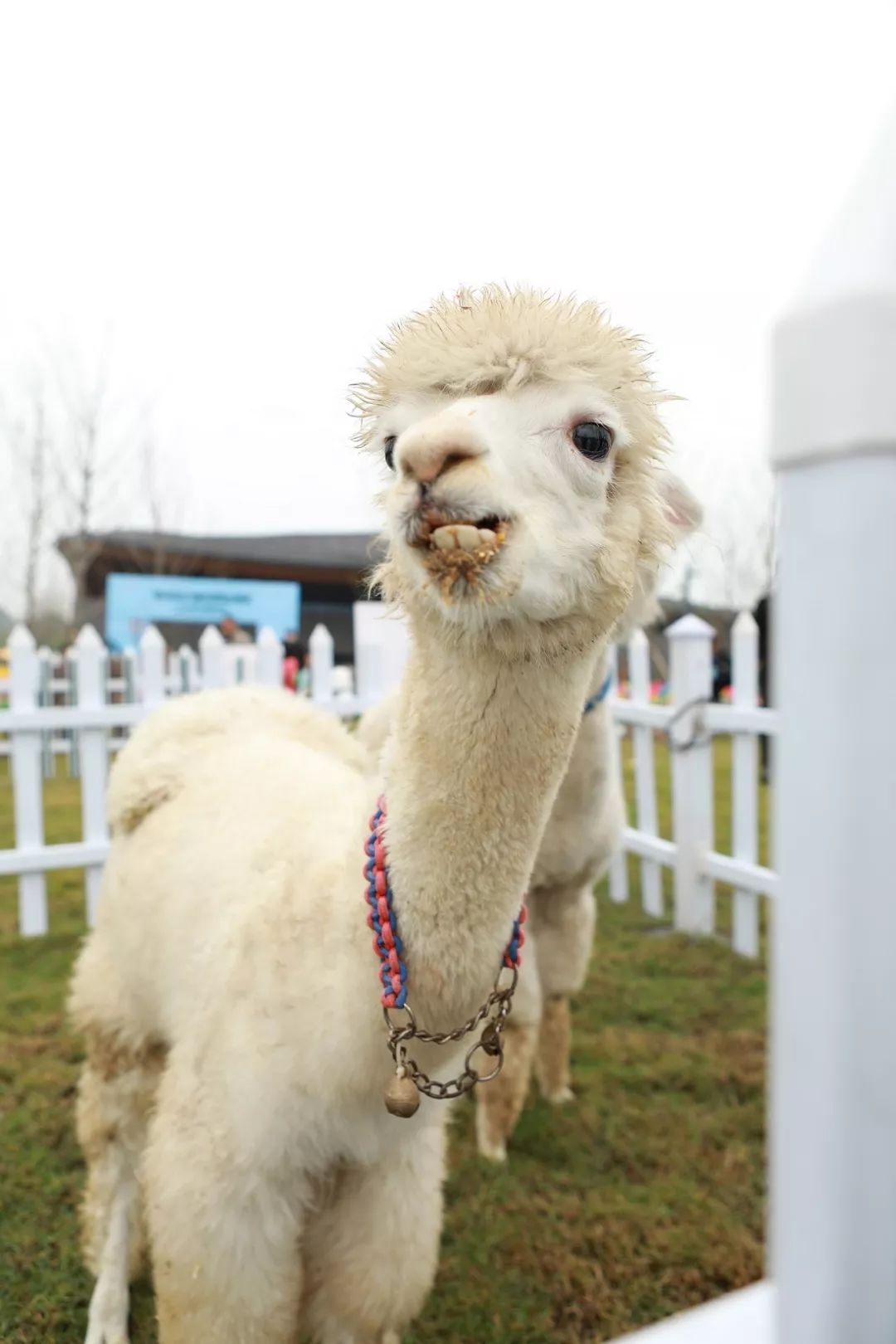 相约山川万千宠爱天府万科城萌宠嘉年华现场直击