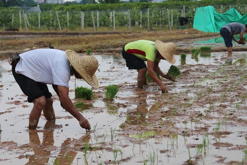 欢迎来到东莞东江印象特色农业园!_种植
