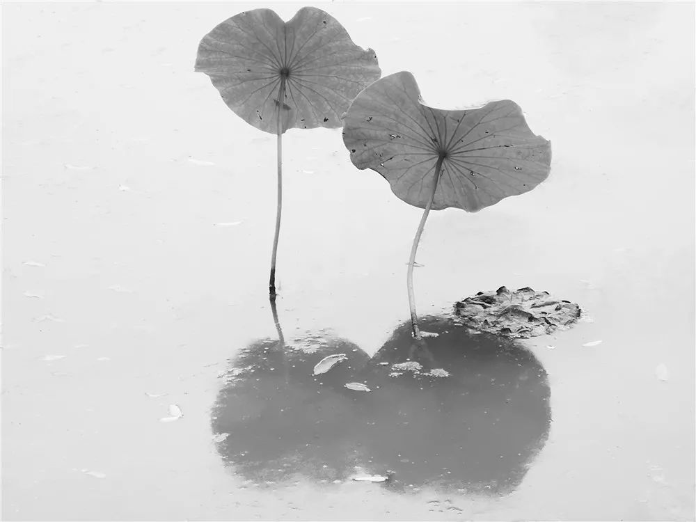 影像心得程黙的黑白摄影作品拍残荷的禅意之境供大家欣赏分析