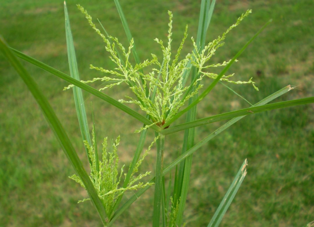 种类繁多,如湿生鸢尾类及石菖蒲,海芋,芋类,水八角,水虎尾,芦竹,荻类
