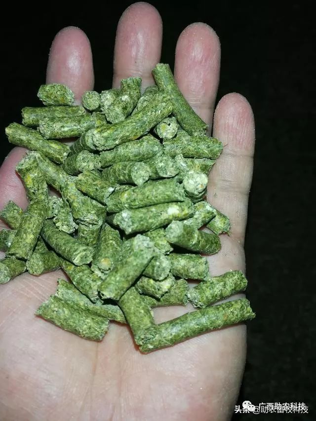 青绿牧草加工成颗粒饲料技术