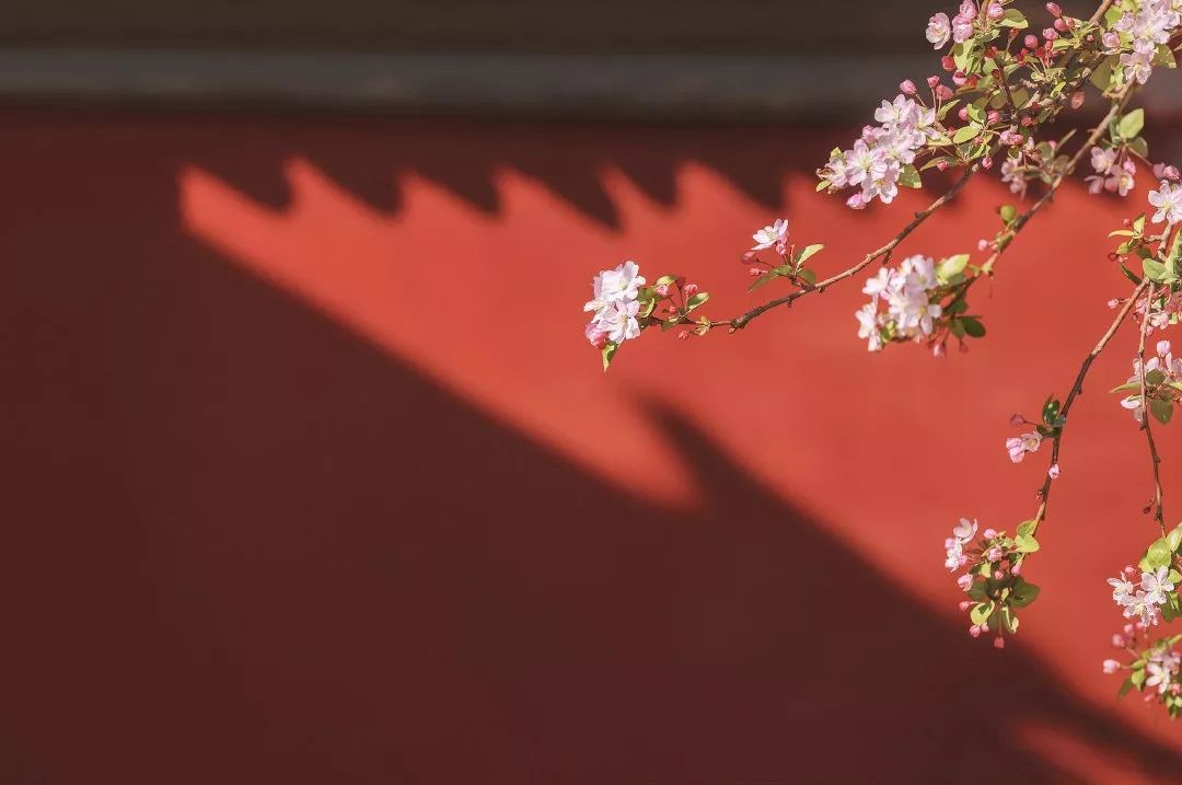 摄影:@刘顺妞儿94 春日宴 94便是她少女时的模样吧~这浅粉色海棠