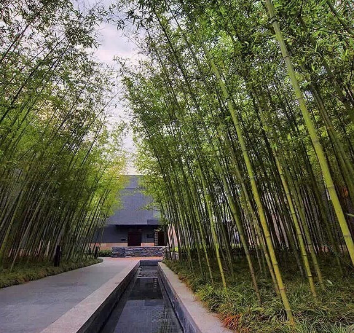 竹节树园林应用图片