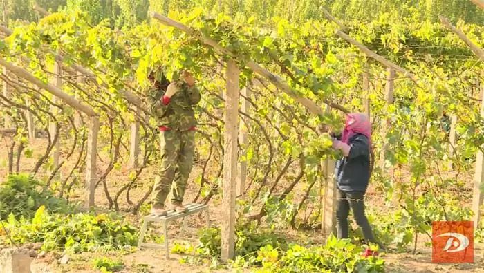 敦煌阳关葡萄大丰收