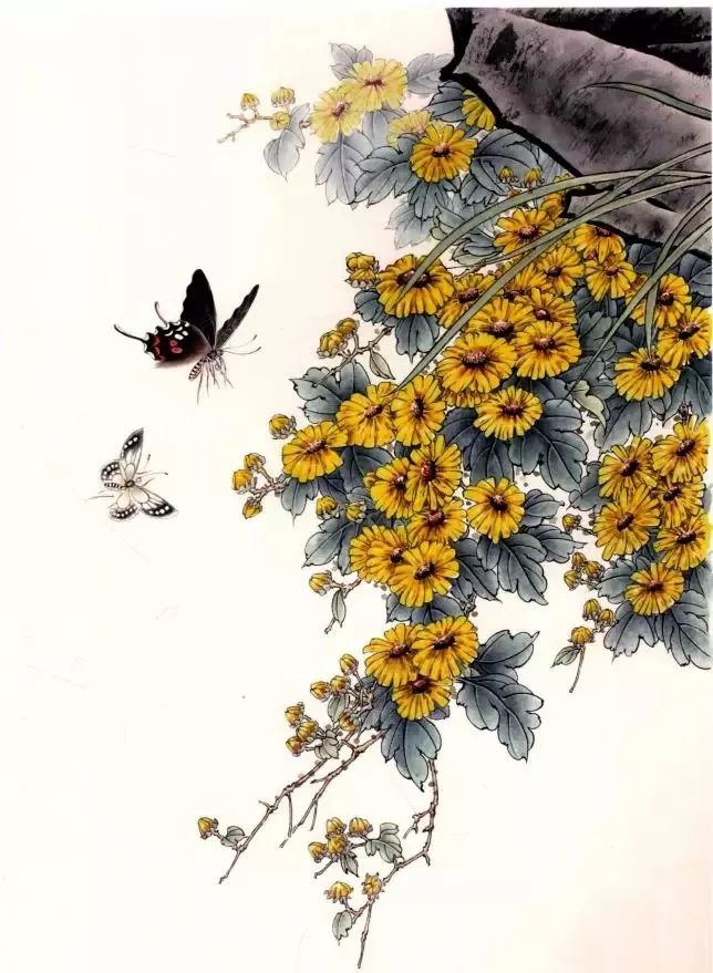 图文教程:工笔菊花画法步骤