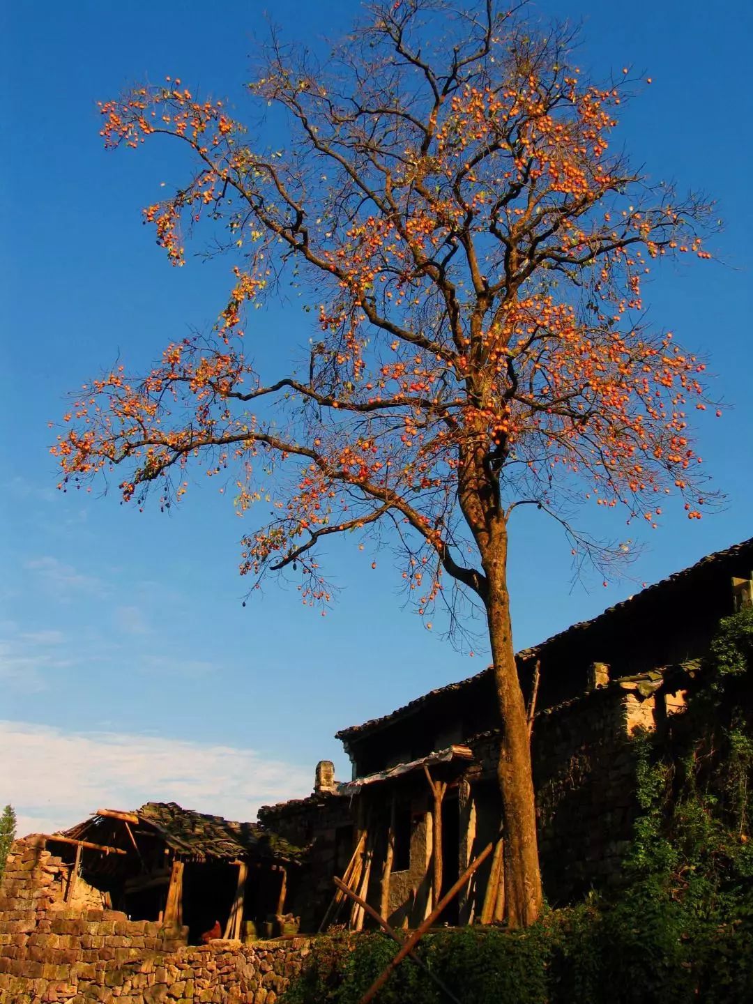 柿子紅了行攝李家坑村柿林村探秘這個滿山都是紅柿子的600年古村落