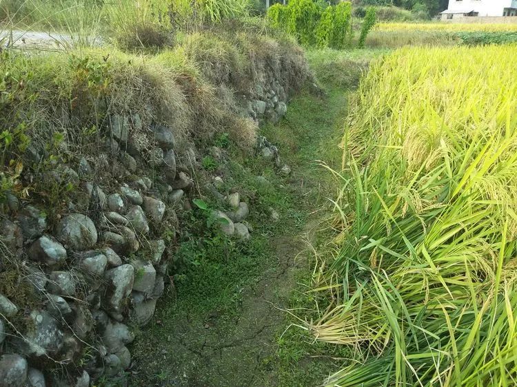 金稻飘香忆田坎