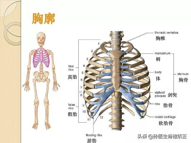 人体骨骼解剖学基础知识汇总ppt版高清