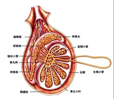 尿道解剖 结构图图片