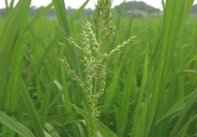 【五穀豐】為什麼小麥田