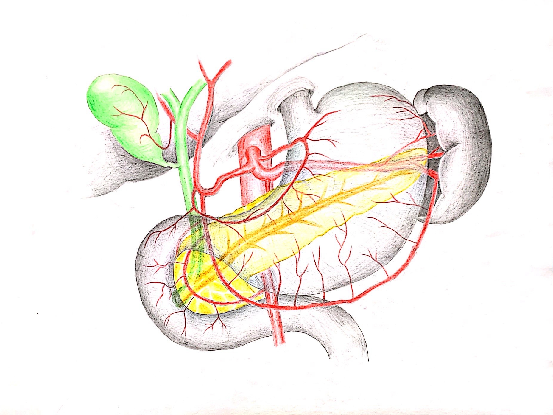 (正常的胰腺解剖示意圖,手繪示意圖作者:中山大學孫逸仙紀念醫院膽胰