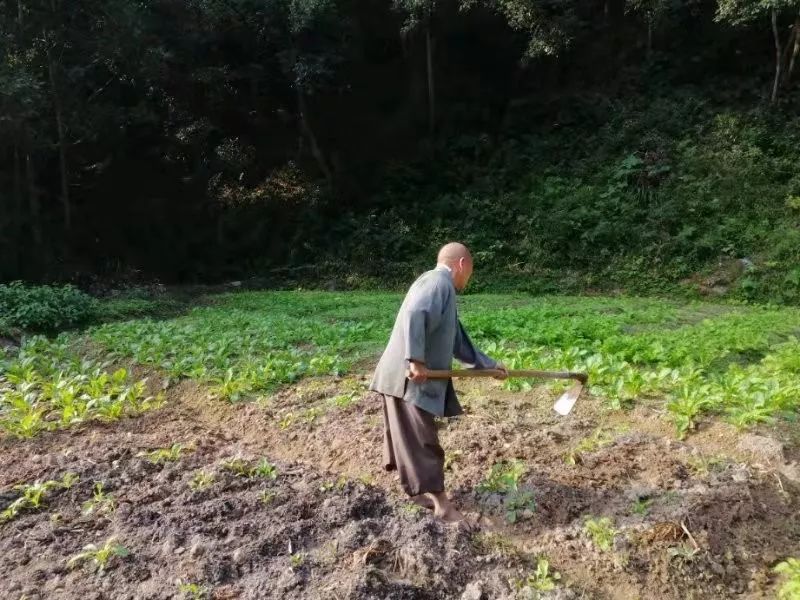 印象天台山有个赤脚和尚一日一作天天干农活