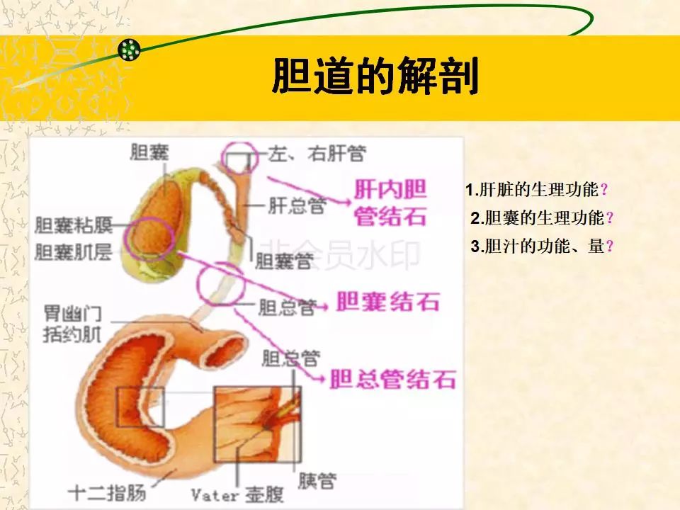 t管在腹中放置示意图图片