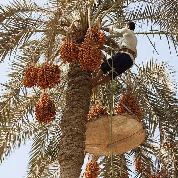 传统美食 ▎调理血气,秋冬必备零食:阿拉酋黑椰枣_迪拜