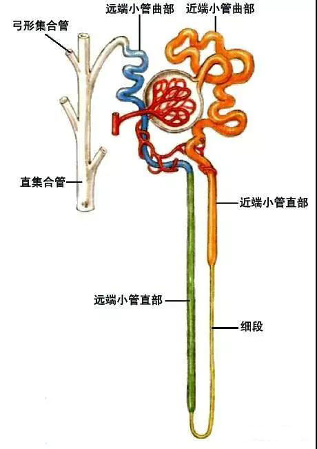 小管→集合管→乳头管→乳头孔(终尿)→肾小盏→肾大盏→肾盂→输尿