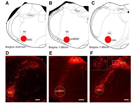 工具病毒aav2-ef1α-dio-hm3dq-mcherry,注射病毒到小鼠孤束核(图5)取