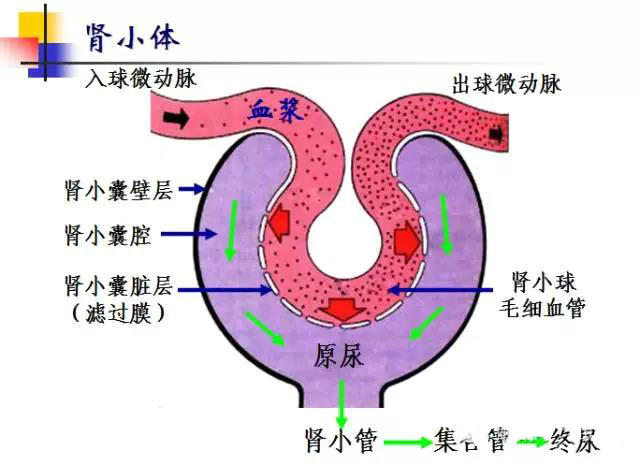 肾滤过膜图片