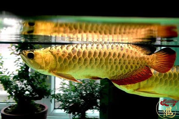 辟谣这五个养龙歪理千万不要相信