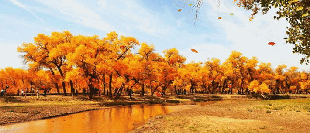 秋叶动态图图片