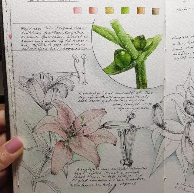大神的植物手绘笔记不会画画不是好植物学家