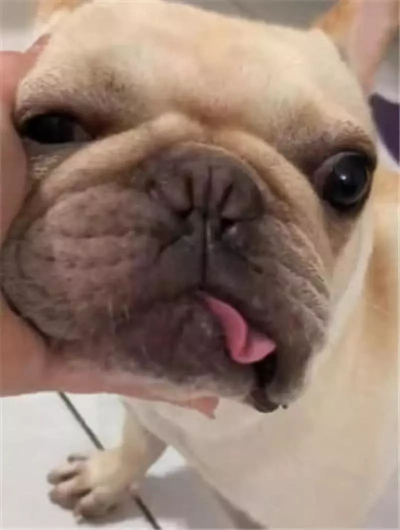 生气!明明是我养的狗,它最爱的却是我爸