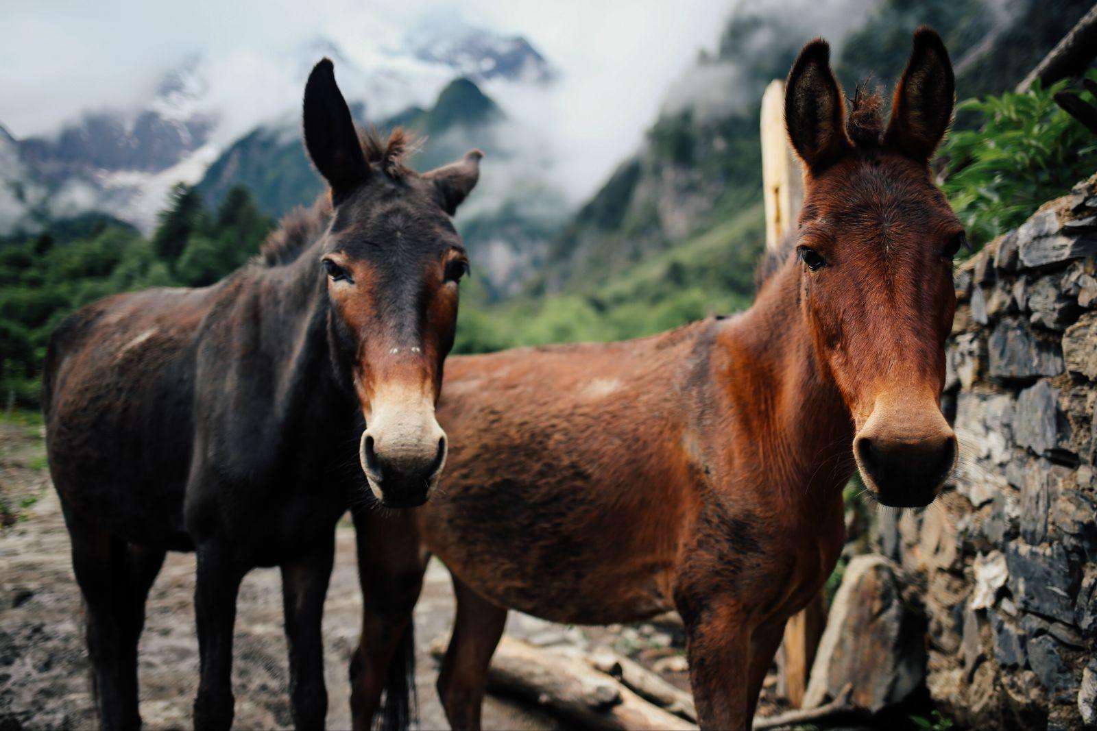 骡子为何没有生育能力?原因要从几百万年前说起