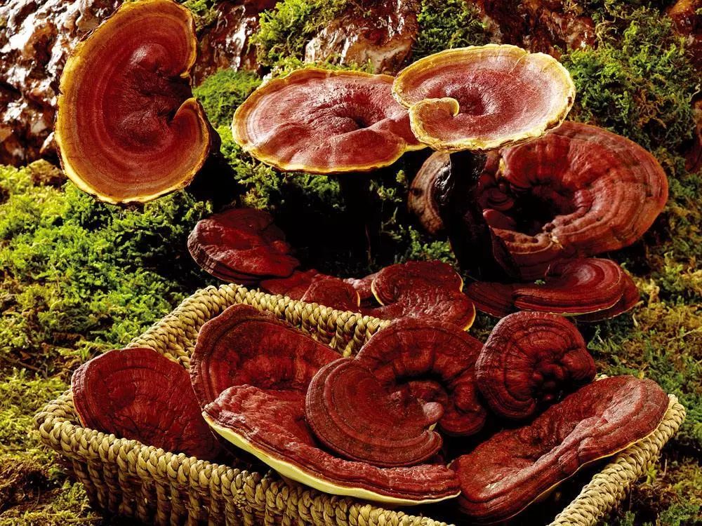 本草趣探传说中的灵芝究竟神奇在哪里