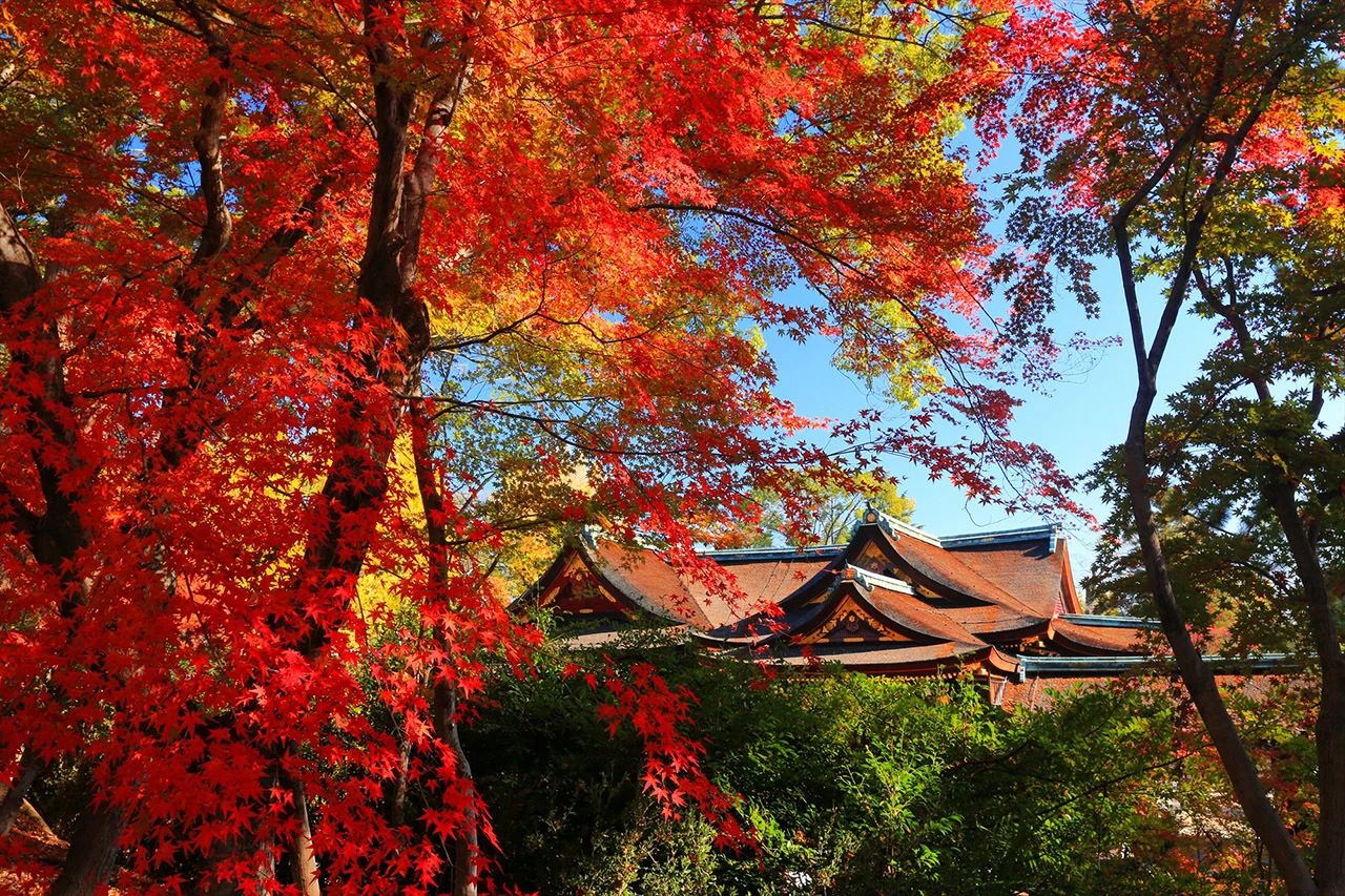 神社内种有350棵枫树,踏入深秋时挂满漫天红叶景色怡人,因此是当地的