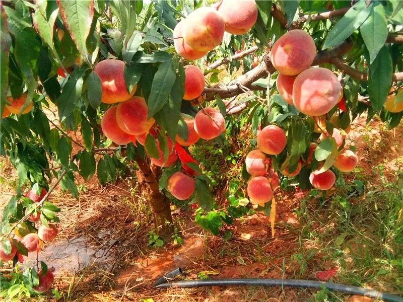 时下,正值冬桃成熟的季节,在禄丰华杰生态农业种植场,百余亩冬桃一片