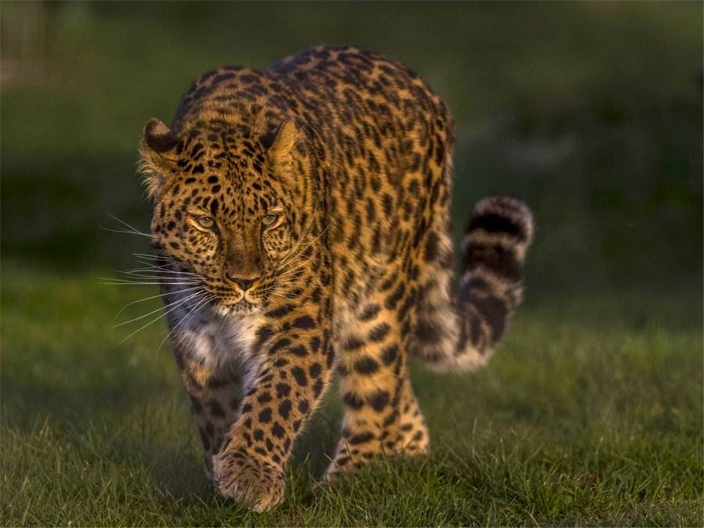 东北豹现身中俄边境吃狍子,眼睛在黑夜发出磷光,与东北虎有世仇